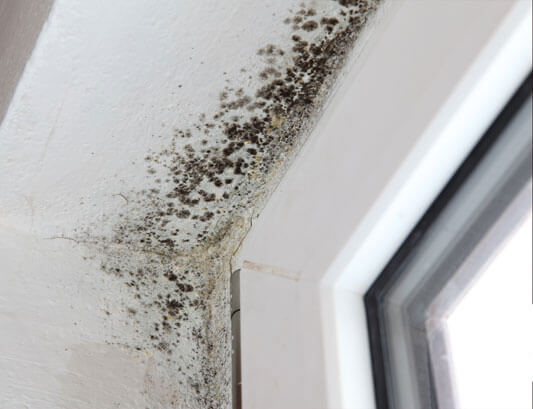 How do I know my home has MOLD?