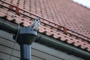 An owl perched on a guttering 
